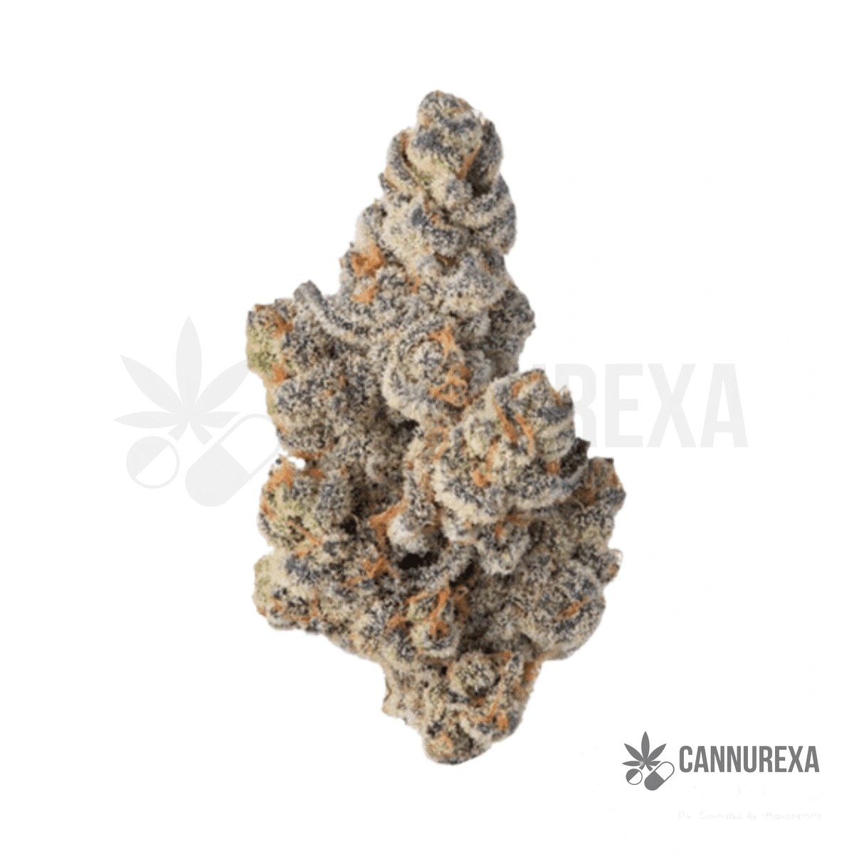 26/1 Amici BH Blueberry Headband