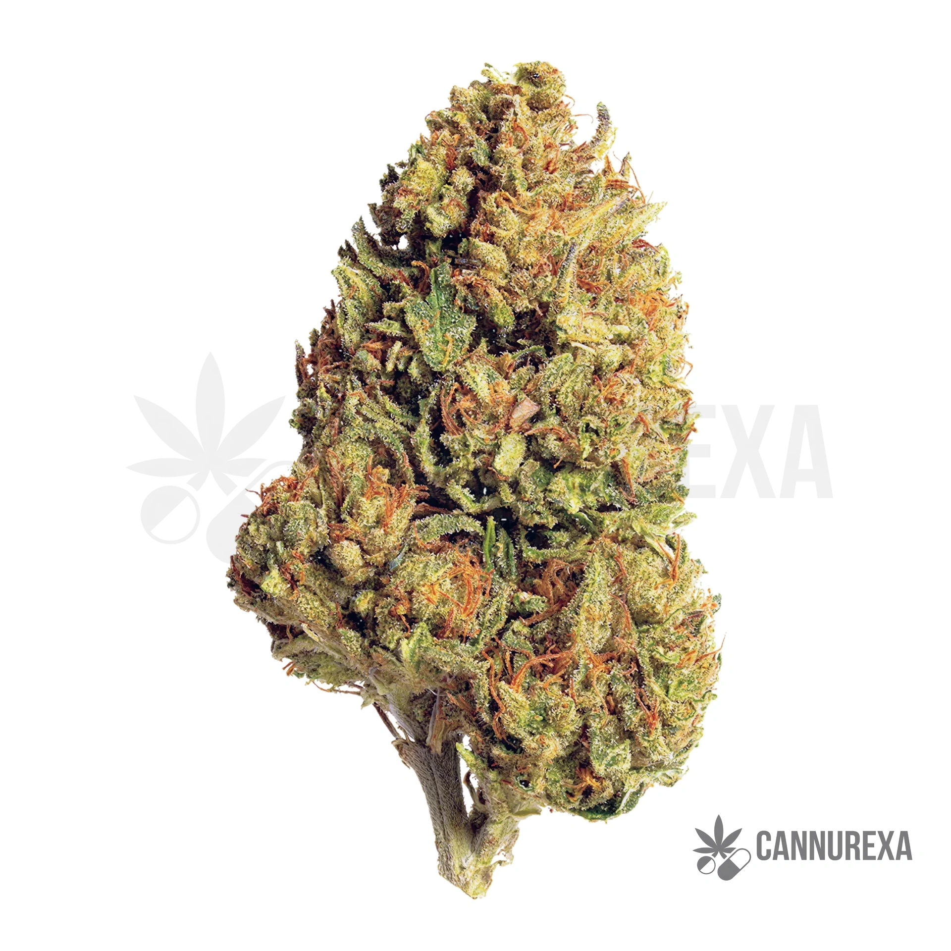 NERO 24/1 BIZ GGE Green Gelato