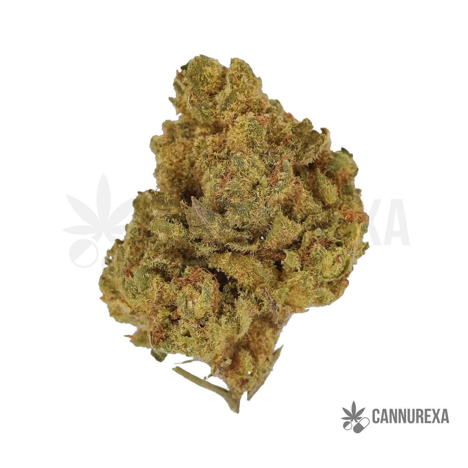 NICE 24/1 LED Legendary Larry