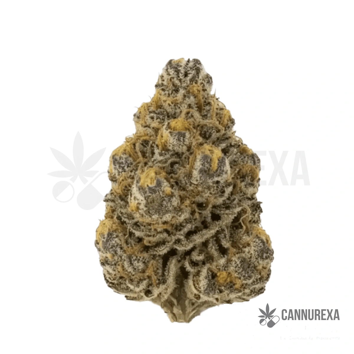 Cannamedical CM 28/1 Craft Lotus