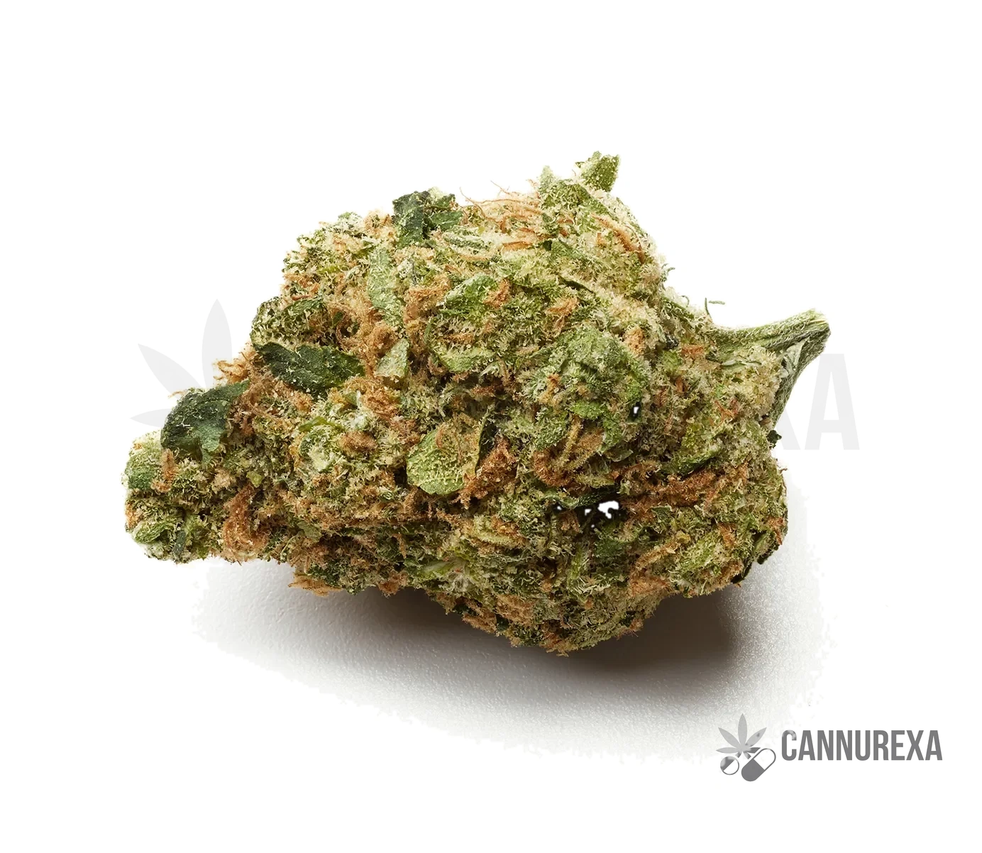 Khiron GP 30/1 (Gordito Pequeno)