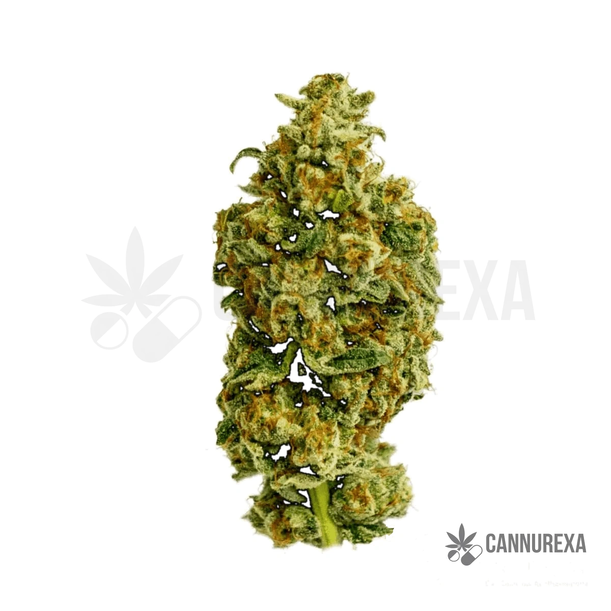 Cannamedical Sativa forte NM Wedding Tree