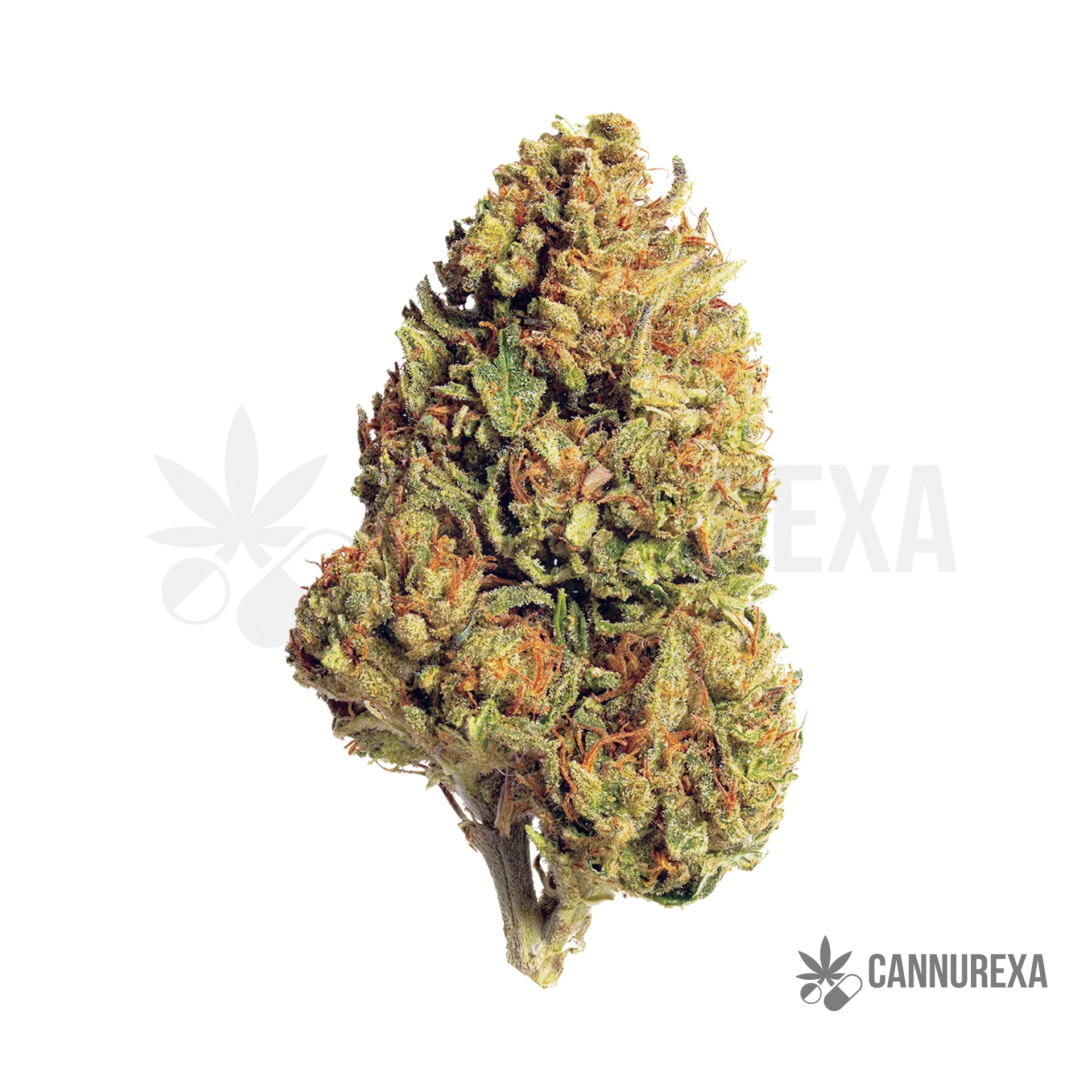 Daily Special 21/1 LEM Lemonatti