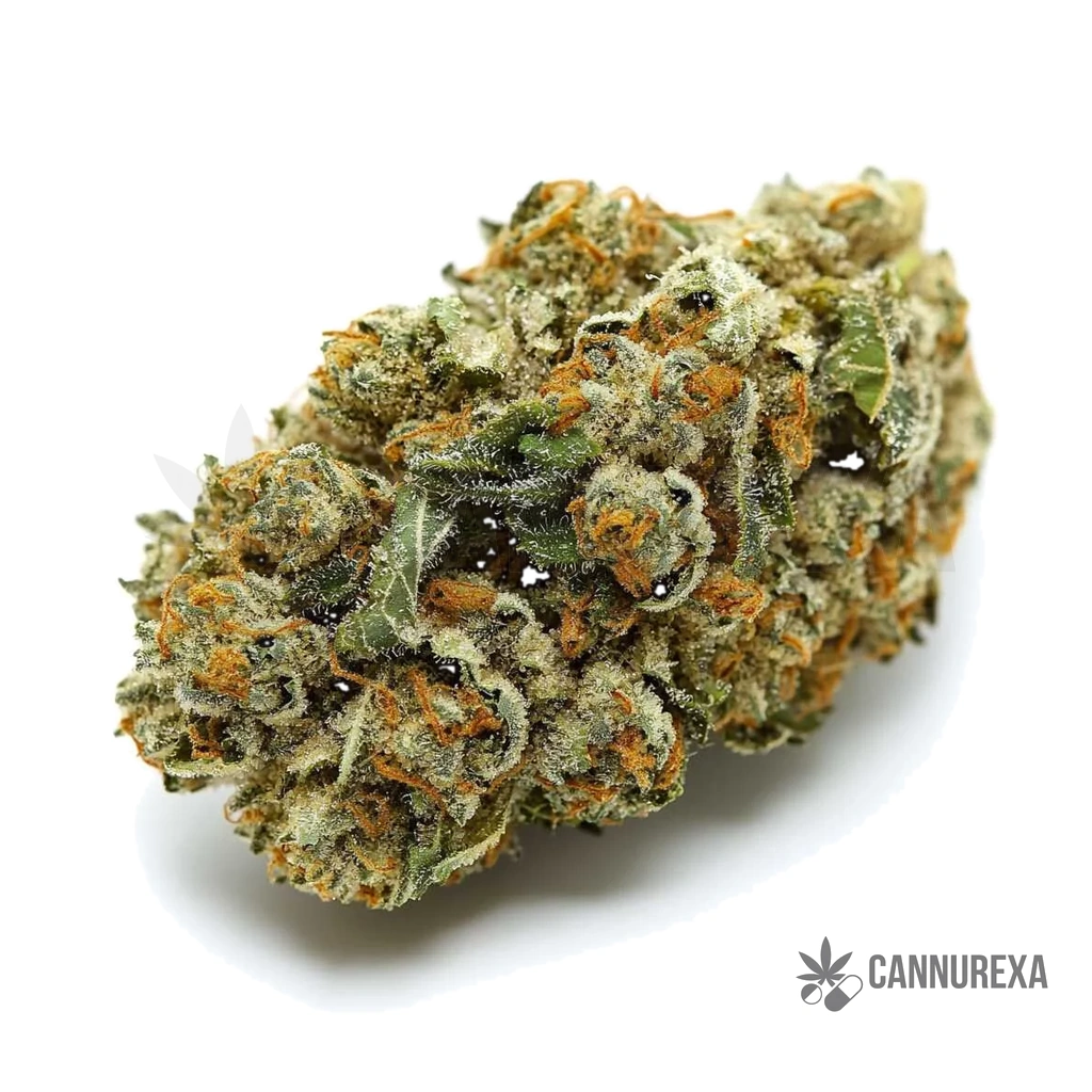 Pedanios 29/1 SRD-CA (Sourdough)