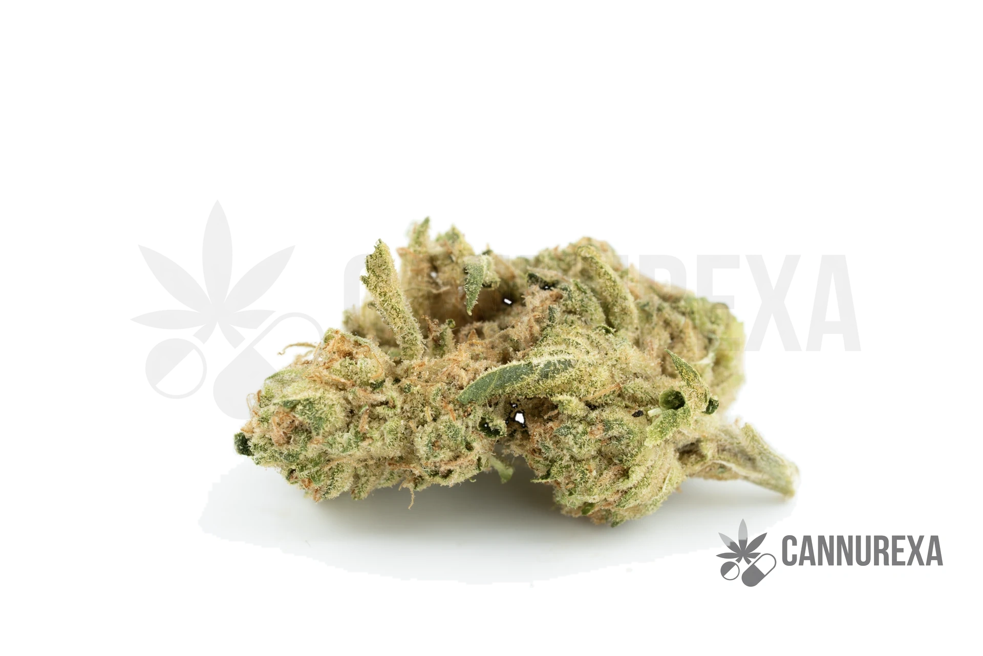 Pedanios 31/1 COS-CA (Cosmic Cream)