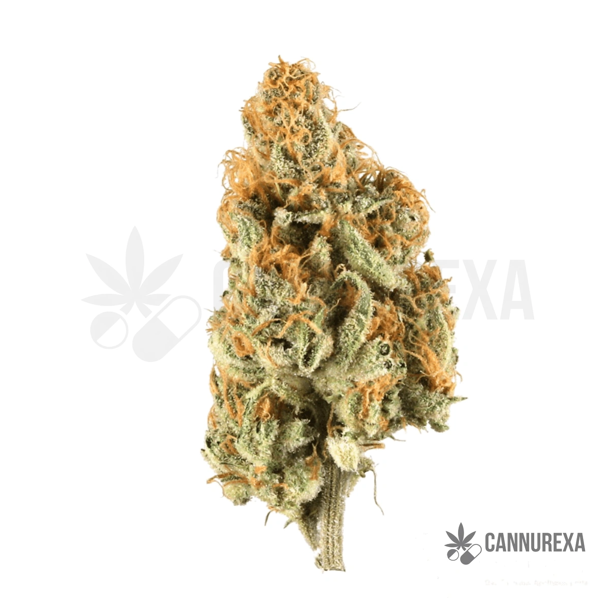 Eufloria 33/1 LBA LA Baker