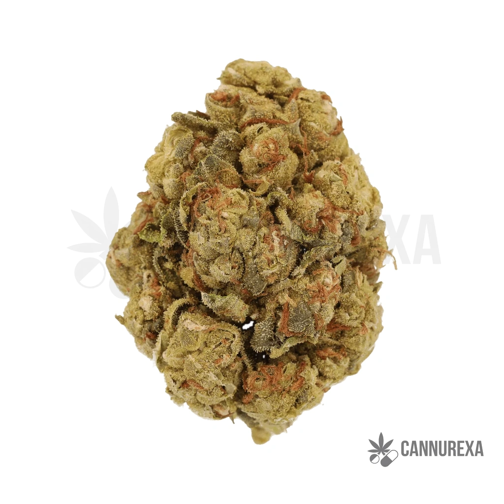 Cannamedical 28/1 Poddy Mouth