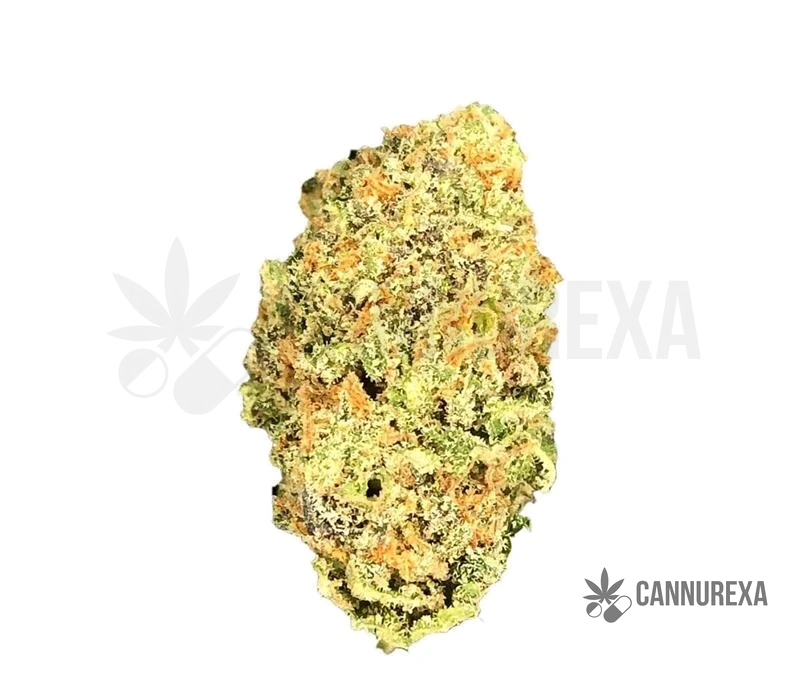 Demecan Core Golden Horizon 30:01 Golden Goat